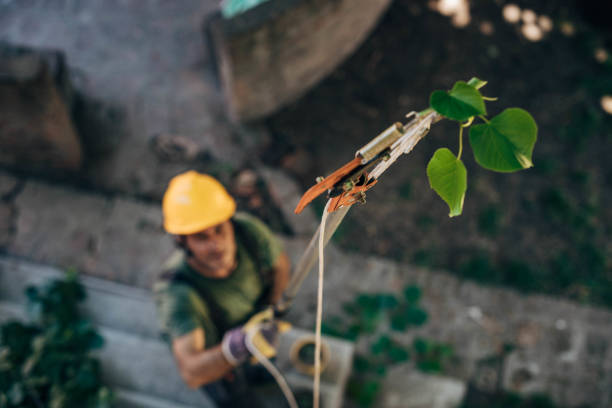 Professional Tree Removal in Palmetto Estates, FL